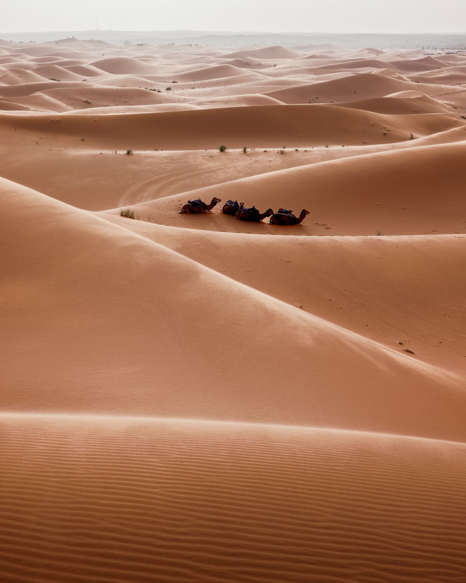 Saharan Coastline Adventure
